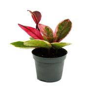 exotenherz Mini plante - Hoya Flaming Dream - Fleur en porcelaine à feuilles rouges - Fleur de cire - Pot de 6,5 cm