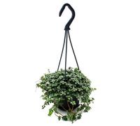 Exotenherz Mini plante suspendue facile d'entretien - Pilea glauca - Fleur de canonnier bleue
