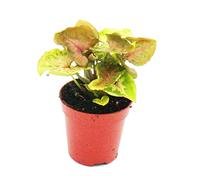 exotenherz - Mini plante - Syngonium - Pourprre - Idéal pour les petits bols et les verres - Plant bébé dans un pot de 5,5 cm.