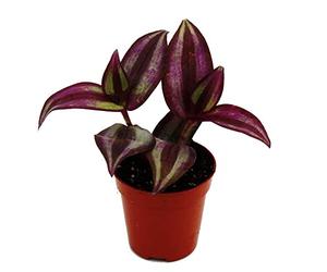 Exotenherz - Mini plante - Tradescantia « Purple » - Trimaster Flower - Sorcière aquatique - Idéal pour les petits bols et verres - Baby Plant dans un pot de 5,5 cm