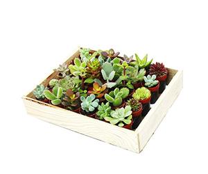 exotenherz - Mini-Succulents 3.5cm pot - wooden box with 30 plants