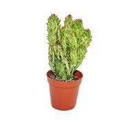 Exotenherz - Opuntia monacantha variegata - petite plante dans un pot de 5,5 cm