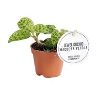 Exotenherz Orchidée bijou, Macodes Petola Emerald, mini orchidée terrestre avec feuilles originales, pot de 6 cm