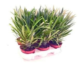 Exotenherz Pachypodium lameri, véritable palmier de Madagascar, pot de 12 cm