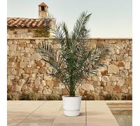 Exotenherz Palmier dattier des Canaries Phoenix Canariensis - Pot de 27 cm de haut 180 cm