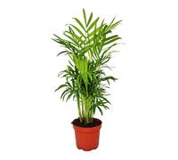 Exotenherz - palmier de montagne - Chamaedorea elegans - 1 plante - facile d'entretien - purificateur d'air - pot 12cm