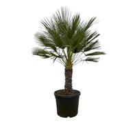 Exotenherz Palmier nain Humilis Chamaerops Humilis Pot de 45 cm de haut 150 cm