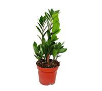 Exotenherz - Palmier Zamio - Zamioculcas zamiifolia - 1 plante - Facile d'entretien - Purifiant l'air - Pot de 12 cm