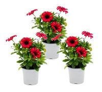 Exotenherz - Paniers à capsules - Ostéospermum ecklonis - Pot de 11 cm - Lot de 3 plantes - Rouge