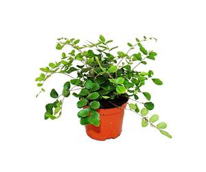 Exotenherz Pellaea rotundifolia - Granulés ou fougères du monde primitif - Pot de 9 cm