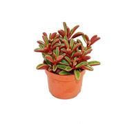 Exotenherz - Peperomia graveolens dans un pot de 10,5 cm.