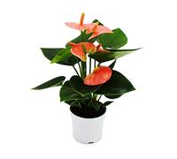 Exotenherz - Petite fleur de flamant rose - Anthurium andréanum - Anthurie bébé - Mini plante - Pot de 7 cm - Fleur rose saumon - Spirit