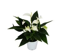 Exotenherz - Petite fleur de flamant rose - Anthurium andreanum - Baby Anthurie - Mini plante - Pot de 7cm - Fleur blanche - White Champion