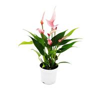 Exotenherz - Petite fleur de flamant rose - Anthurium andreanum - Baby Anthurie - Mini plante - pot de 7cm - fleurs roses à petites fleurs - Lilli