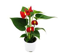 Exotenherz Petite fleur de flamant rose Anthurium andreanum Baby Anthurium Mini plante 7 cm Pot rouge à fleurs Champion rouge