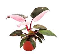 Exotenherz - Philodendron Pink Princess - Rose-Black Tree Friend - Pot de 12 cm