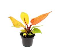 exotenherz - Philodendron Prince of Orange Ami d'arbre Pot de 14 cm