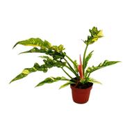 Exotenherz Philodendron « Ring of Fire » - Ami d'arbre inhabituel - Pot de 12 cm