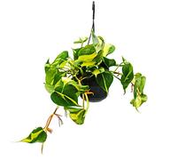 Exotenherz Philodendron scandens Brasil - Ami arbre grimpant - Bicolore - Pot de 15 cm - À suspendre
