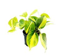 exotenherz Philodendron scandens Brasil - Ami des arbres grimpants - Bicolore - Pot de 12 cm