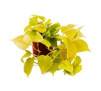 Exotenherz Philodendron Scandens Lime Grimpant Vert Citron Vert Citron Vert Arbre Pot 12 cm