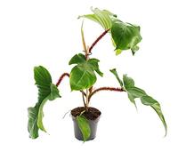 exotenherz - Philodendron squamiferum - L'ami sauvage des arbres rotsieligen Pot de 12 cm.
