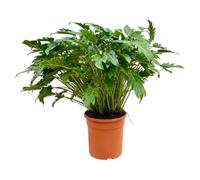 Exotenherz Philodendron Xanadu - Ami arbre exotique - environ 80 cm de haut