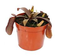 Exotenherz - Plante carnivore à feuilles rouges - Nepenthes - 9 cm