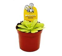 Exotenherz Plante carnivore - Herbe grasse - Pinguicula agnata - Pot de 9 cm