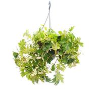 exotenherz Plante d'intérieur à suspendre - Cochon royal - Cissus rhombifolia Ellen Danica - Pot suspendu de 19 cm.