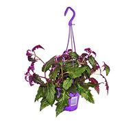 Exotenherz Plante d'intérieur à suspendre - Gynura Purple Passion - Feuille de velours - Ortillon en velours - Plante violette - Pot de 14 cm