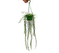 exotenherz Plante d'intérieur à Suspendre - Hoya linearis - Fleur de Cire 12cm feu Tricolore