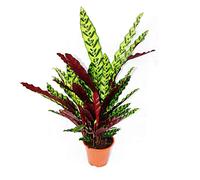 exotenherz - Plante d'ombrage à motif de feuilles inhabituel - Calathea lancifolia - pot de 17cm - hauteur env. 60-70cm
