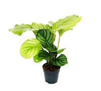 exotenherz - Plante ombragée au look zèbre - Calathea orbifolia - Pot de 12 cm - env. 40 cm de haut