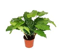 exotenherz - Plante ombragée avec motif de feuilles insolite - Calathea musaica « Network » - Pot de 14 cm - Hauteur : env. 40 cm