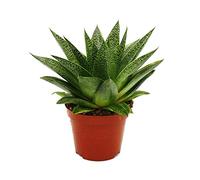 Exotenherz Plante succulente Gasteria D Tiga - Gasterie - Pot de 8,5 cm