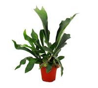 Exotenherz Platycerium bifurcatum - Fougère en bois dans un pot de 12 cm