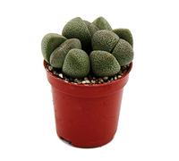 Exotenherz - Pleiospilos nelii - Pierre vivante - Granit vivant - Dans un pot de 5,5 cm