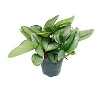 exotenherz Pot de lierre au clair de lune Scindapsus pictus « Moonlight » - Pot de 12 cm