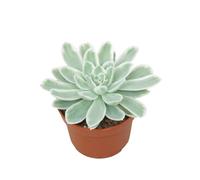 Exotenherz Rosace bleue et blanche - Echeveria « Lemon Lime » - RARITÉ - Plante succulente facile d'entretien - Pot de 10,5 cm