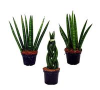 exotenherz - Sansevieria cylindrica - Set of three different plants- in 6,5cm pot