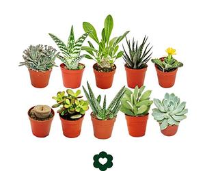 exotenherz - Set of 10 different succulent plants - 5,5cm pot Set