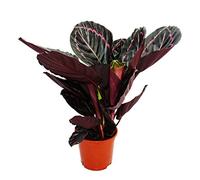 exotenherz - Shadowplant with unusual leafpatterns - Calathea Dottie - 12cm pot - 25-30cm tall