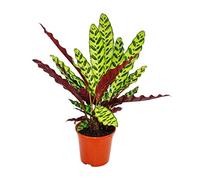 exotenherz - Shadowplant with unusual leafpatterns - Calathea lancifolia - 14cm pot - 45-50cm tall