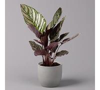 exotenherz - Shadowplant with unusual leafpatterns - Calathea ornata - 14cm pot - 45-50cm tall