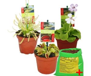 Exotenherz - Starter Set Plantes carnivores - 3 plantes + terre - terre de Carnivore