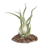exotenherz - Tillandsia caput-medusae - usine de lâche - grand