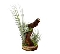 exotenherz - Tillandsias sur arbre racine - 3 usines