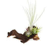exotenherz - Tillandsias sur Mopaniwurzel - XL - 3 usines