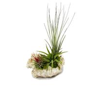 exotenherz - Tillandsias sur Zanzibar-rock - XL - 3 usines
